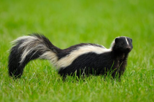 How to Get Rid of Skunks? Some Important Tips and Exercises for Getting Rid of Skunks.