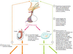 The Hormone Optimization Peptide- Kisspeptin Kisspeptin