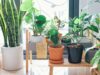 10 Indoor Plant Lighting Tips Indoor Plant