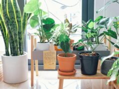 10 Indoor Plant Lighting Tips Indoor Plant