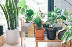 10 Indoor Plant Lighting Tips Indoor Plant
