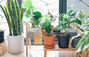 10 Indoor Plant Lighting Tips Indoor Plant