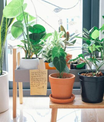 10 Indoor Plant Lighting Tips Indoor Plant
