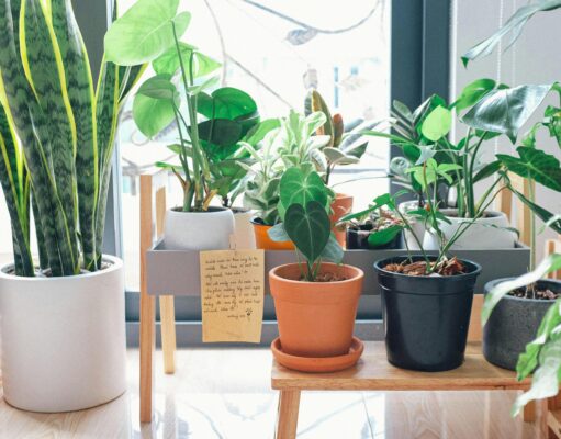 10 Indoor Plant Lighting Tips Indoor Plant
