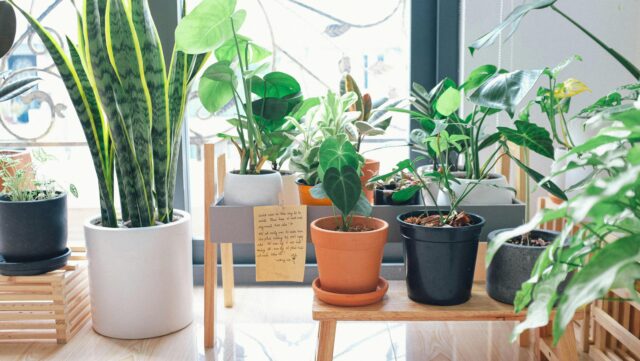Indoor Plant