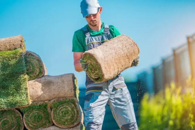 Grass Sod